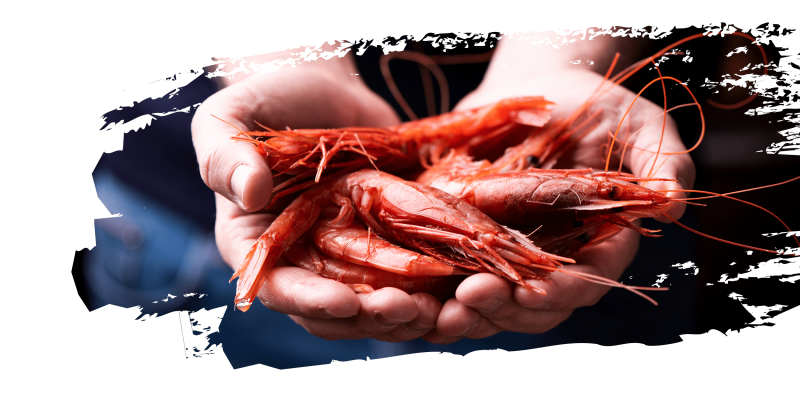 media/image/shrimps-brush.png